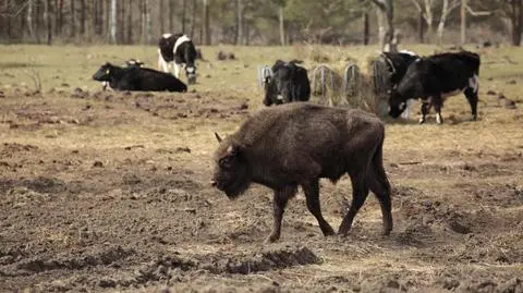 Na kilka godzin zablokował lotnisko, a potem dołączył do stada krów
