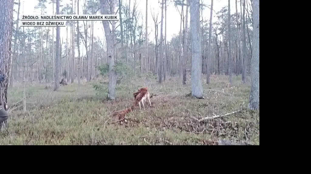 Nadleśnictwo Oława