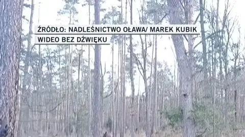 Nadleśnictwo Oława