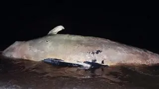 W najbliższym czasie zostanie próba wydobycia walenia na plażę
