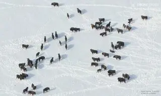 Żubry zaobserwowane w lutym 2021 roku w okolicach Trywieży