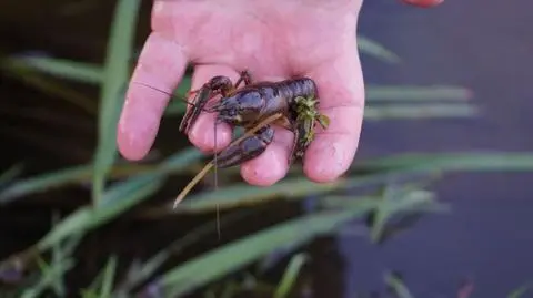 W zeszłym roku do czterech rzek wpuszczono 600, a w tym roku 900 osobników 