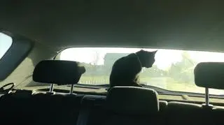 Kot na patrolu