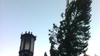 Ustawianie gdańskiej choinki