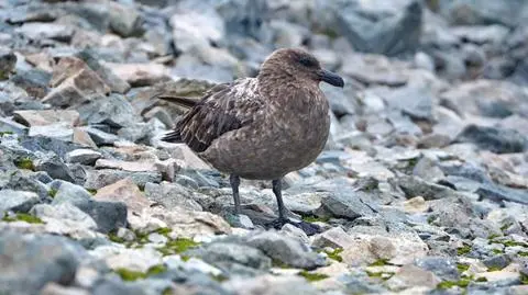 Wydrzyk brunatny (Stercorarius antarcticus) - zdj. przykładowe