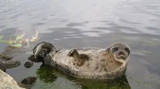 Rzadki gatunek foki na wybrzeżu