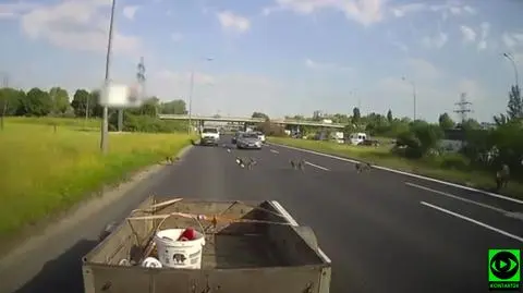 Dziki wybiegły na trzypasmową ulicę, tuż przed samochody. "To, niestety, nie był pierwszy raz"