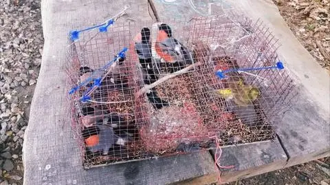 Sikorki, szczygły, makolągwy uwięzione w klatkach. Na posesji potrzaski i wnyki 