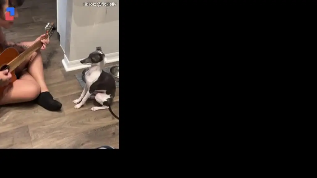 Pies, który gra na gitarze