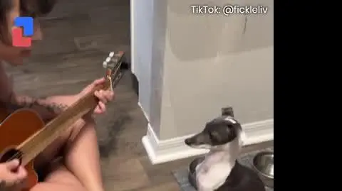 Pies, który gra na gitarze