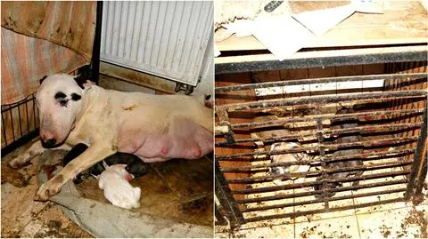 Akt oskarżenia dla małżeństwa z Dobrcza 