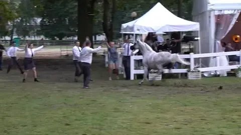 Jedno ze zwierząt wyrwało się prezenterowi