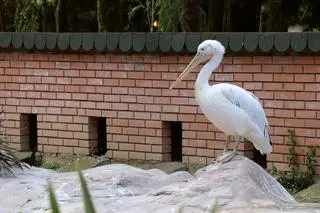 Z zoo uciekł pelikan (zdjęcie ilustracyjne)