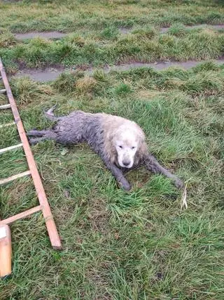 Pies został uratowany z brzegu Odry