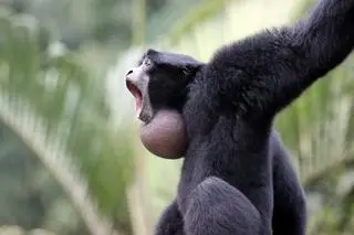 Siamang wielki (Symphalangus syndactylus) - zdj. poglądowe