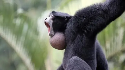 Siamang wielki (Symphalangus syndactylus) - zdj. poglądowe