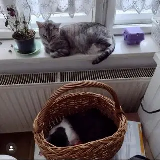 Szarotka (na parapecie) i Miluś (w koszyku)
