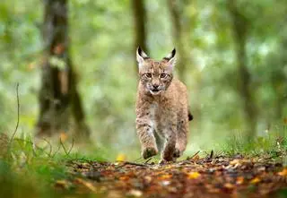 Kilkunastotygodniowy ryś został zastrzelony. "To akt barbarzyństwa"