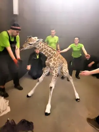 W zoo w Łodzi urodził się samiec żyrafy