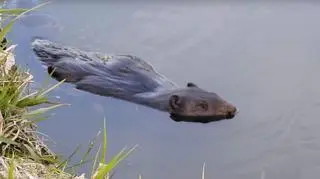 Zaczęło się od interwencji spowodowanej przez bobry