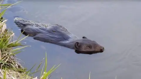 Zaczęło się od interwencji spowodowanej przez bobry