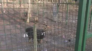 Już nie taka mała niedźwiedzica. Cisna świętuje roczek