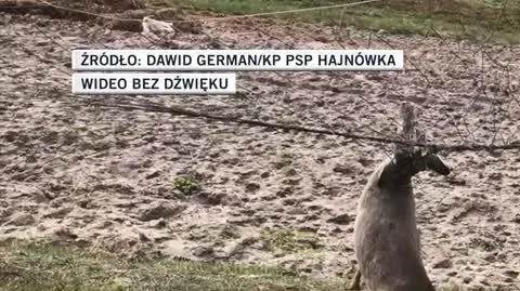 hajnowka