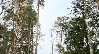 Puszcza podzielona jest na cztery strefy ochronne 