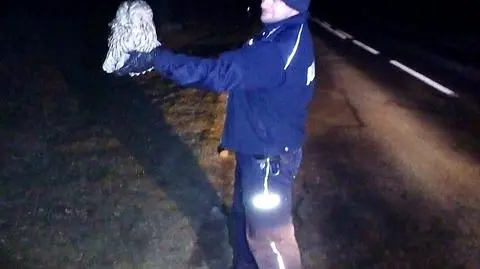 Ptak zaplątał się w sznurek