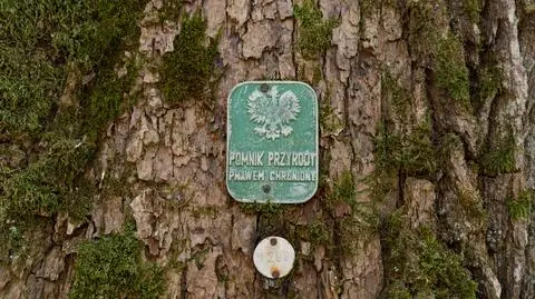 Pomniki przyrody w Polsce. Krzywy las i pozostałości wulkanów