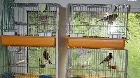 W klatkach miał ptaki chronionych gatunków. Grozi mu więzienie