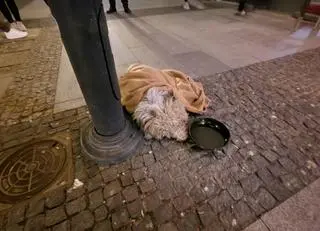 Pies upadł na chodnik