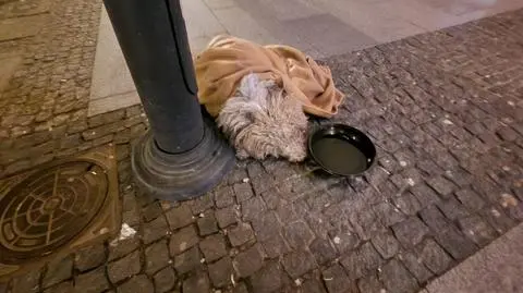 Pies upadł na chodnik