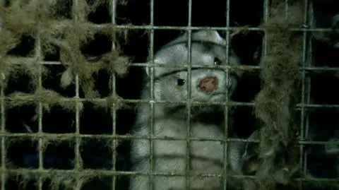 "Uwięzione, bez pomocy". Prawda o życiu zwierząt na fermach futerkowych