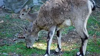 Bharal, czyli owca błękitna