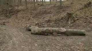 Konar przygniótł trójkę dzieci. Szczecin