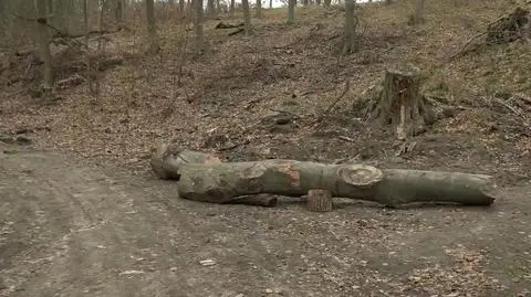 Konar przygniótł trójkę dzieci. Szczecin
