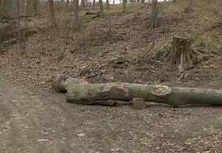 Podczas wycieczki do lasu konar przygniótł dzieci, zarzuty dla przedszkolanki