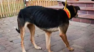 Kierownik schroniska nie widzi problemu 