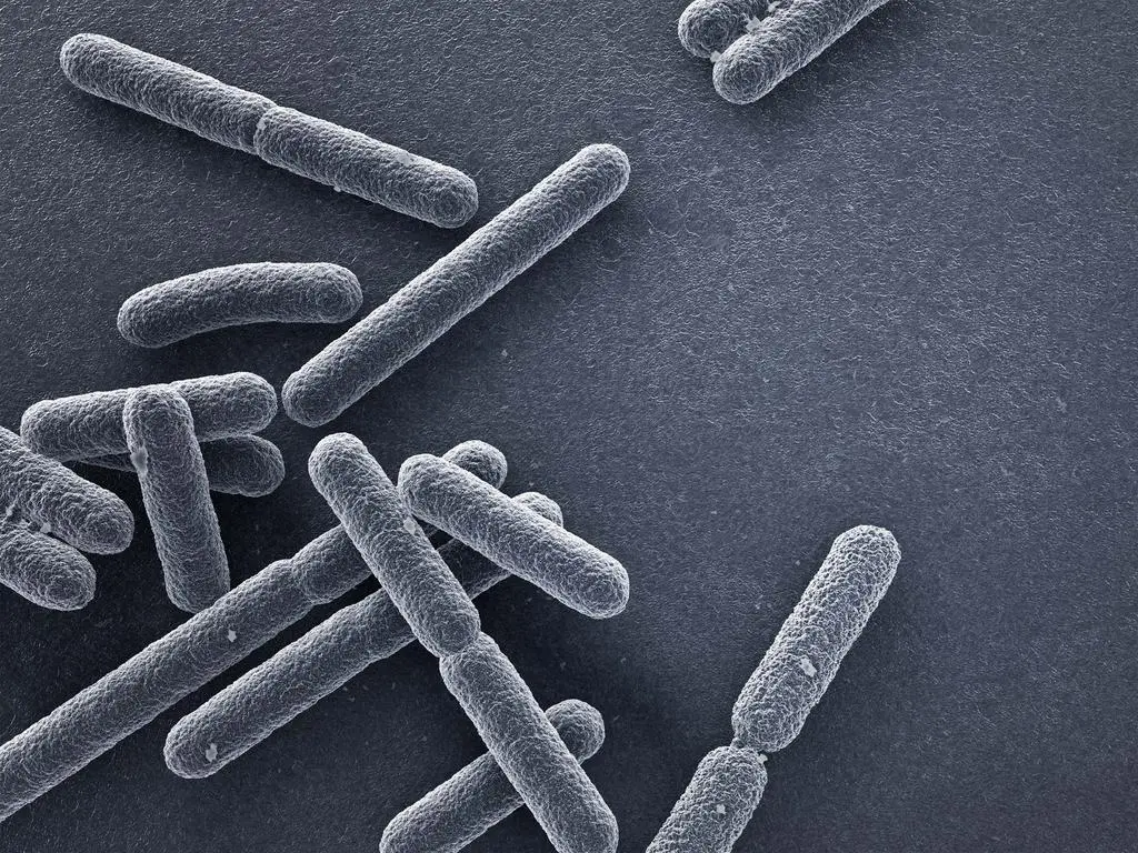 Bakterie E. coli