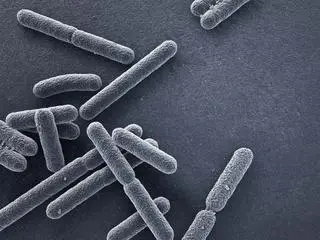 Bakterie E. coli