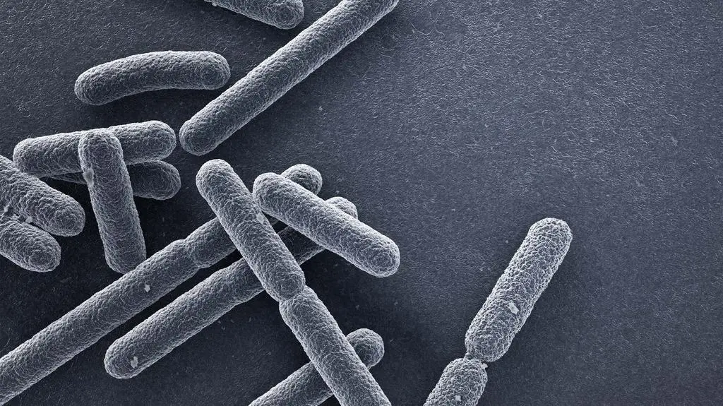 Bakterie E. coli