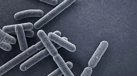 Bakterie E. coli