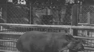 Tapir amerykański 1930 r