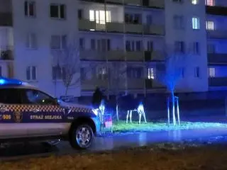Łosie na stałe zadomowiły się w Toruniu