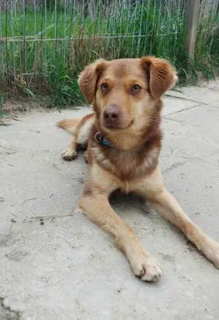 Soro pod opieką behawiorystki powoli dochodzi do siebie
