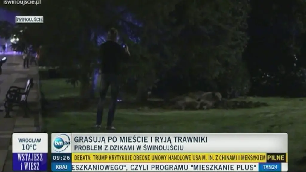 Świnoujście: Dziki zniszczyły trawnik, spały na promenadzie