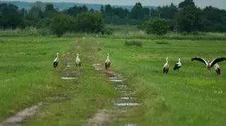 Z gościnności pół korzystają m