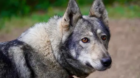 wolfdog1