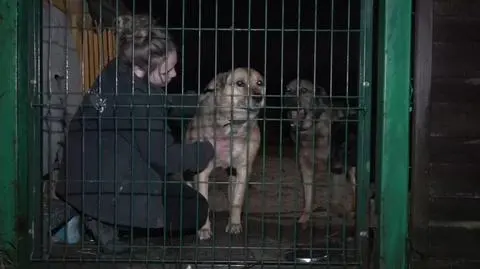 Noc sylwestrowa to dla zwierząt najtrudniejszy czas w roku